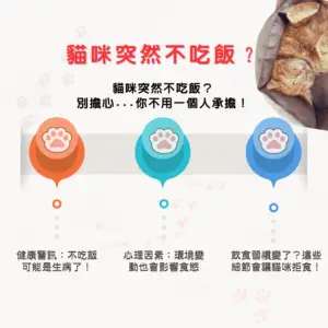 1️⃣ 貓咪突然不吃飯?可能的三大原因與解方!