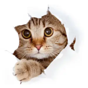 不要忽視「不吃飯」,及早行動才是關鍵!