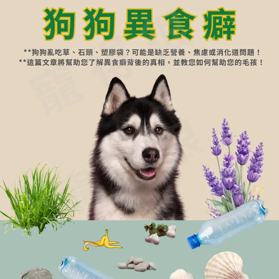 🐾 狗狗異食癖：為什麼我的狗愛吃奇怪的東西？