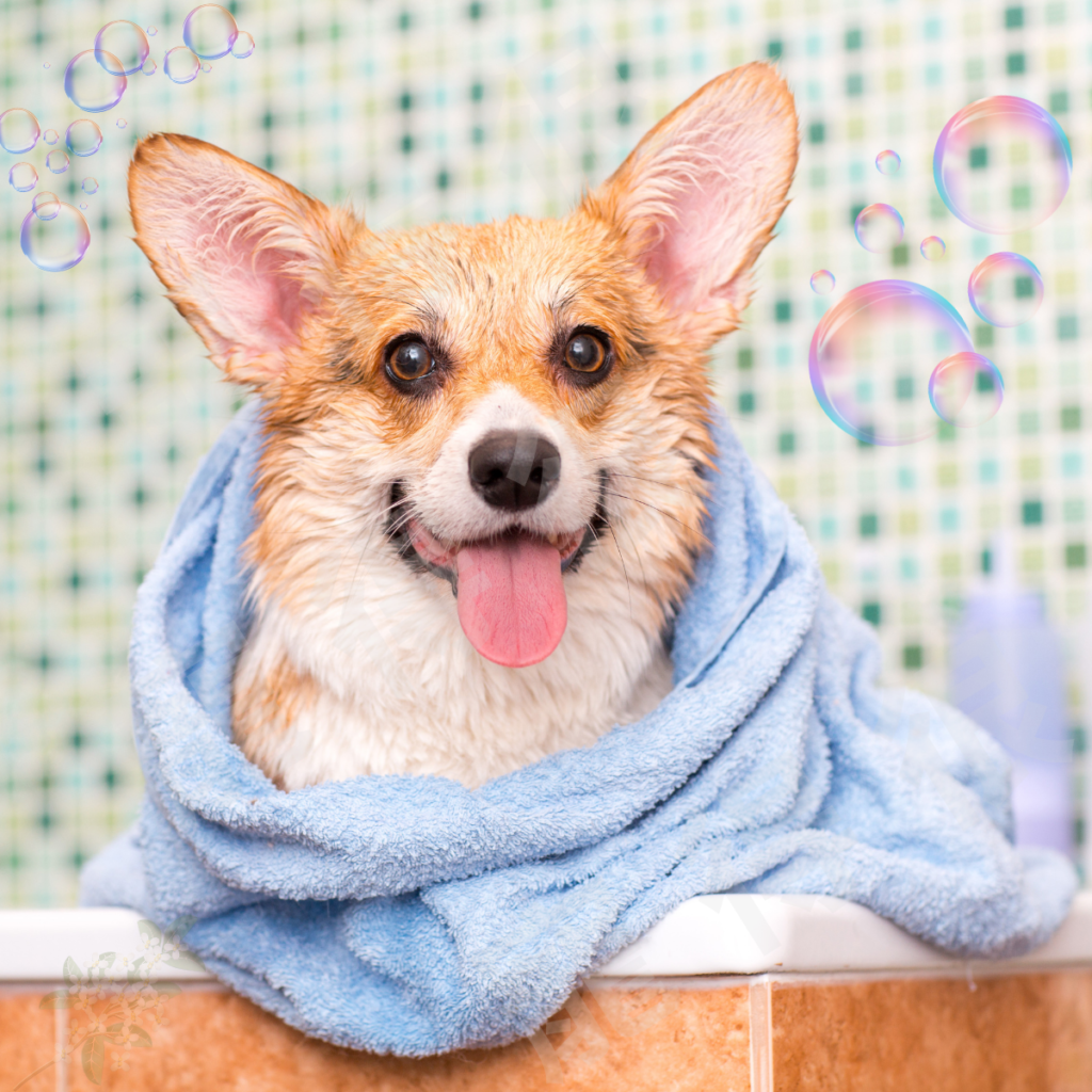 🌟 狗狗為什麼會有體味？5 個常見原因