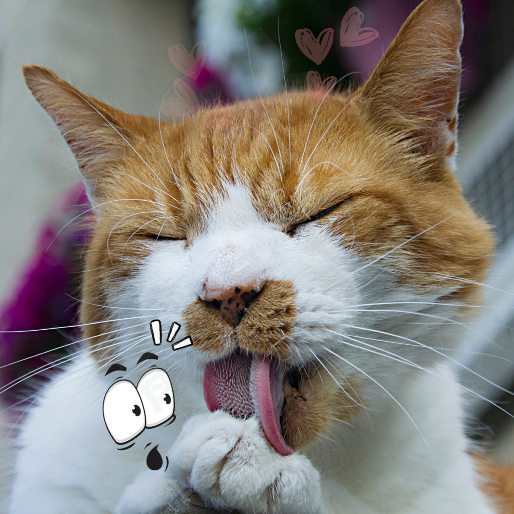 吐毛到底正不正常？你家主子也在偷偷求救嗎？