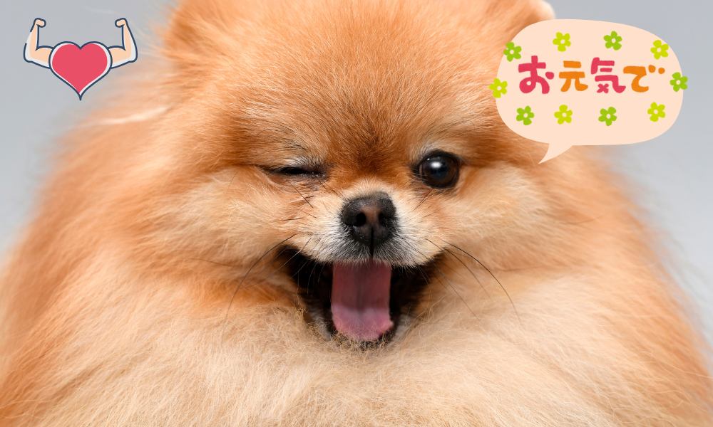 你不是一個人在照顧毛孩，因為我們始終在你身旁，一起守護牠的健康與笑容 🐶🌿