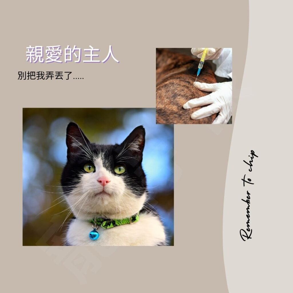 貓咪走失會自己回家嗎？有時會，但不能等著奇蹟發生
